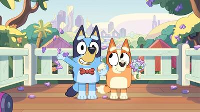 The Show Summary