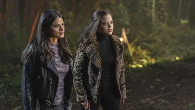 The Truth about Kat and Dogs Summary