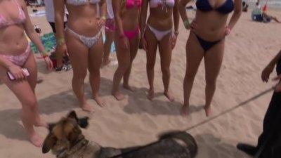 Spring Break: Bombed at the Beach Summary