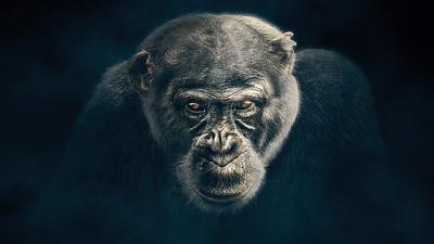 Chimpanzee Summary