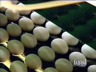 The Egg-Files Summary