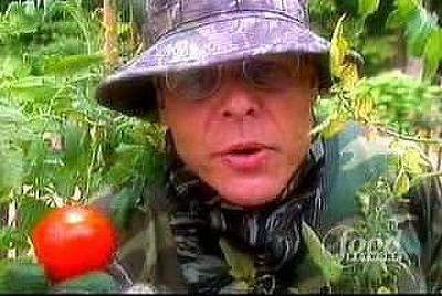 Tomato Envy Summary
