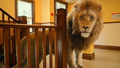 Panthera leo Summary