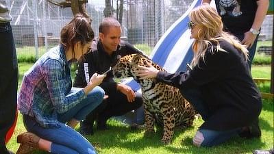 Lions, Tigers and Texts Summary
