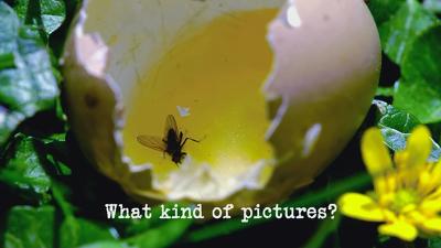 What Kind of Pictures? Summary