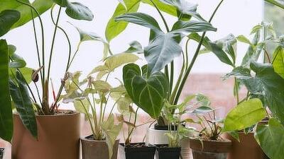 Houseplants Summary