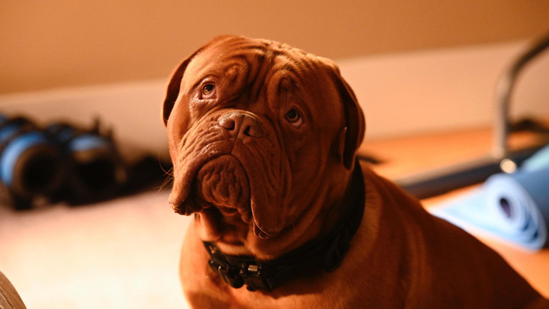 Turner Et Hooch Race Du Chien Turner & Hooch (S01E02): A Good Day To Dog Hard Summary - Season 1