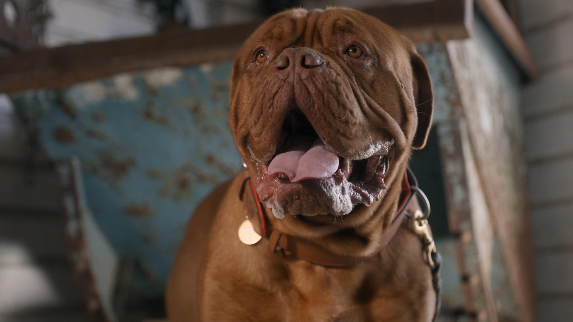 Turner &amp; Hooch (S01E12): Bite Club Summary - Season 1 Episode 12 Guide